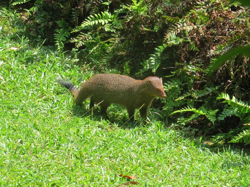 I (88) Mongoose - Brief Garden.JPG